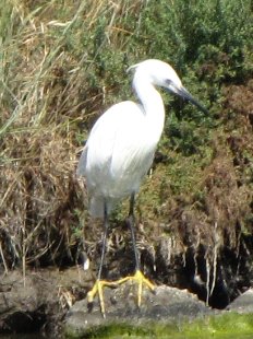 aigrette garzette
